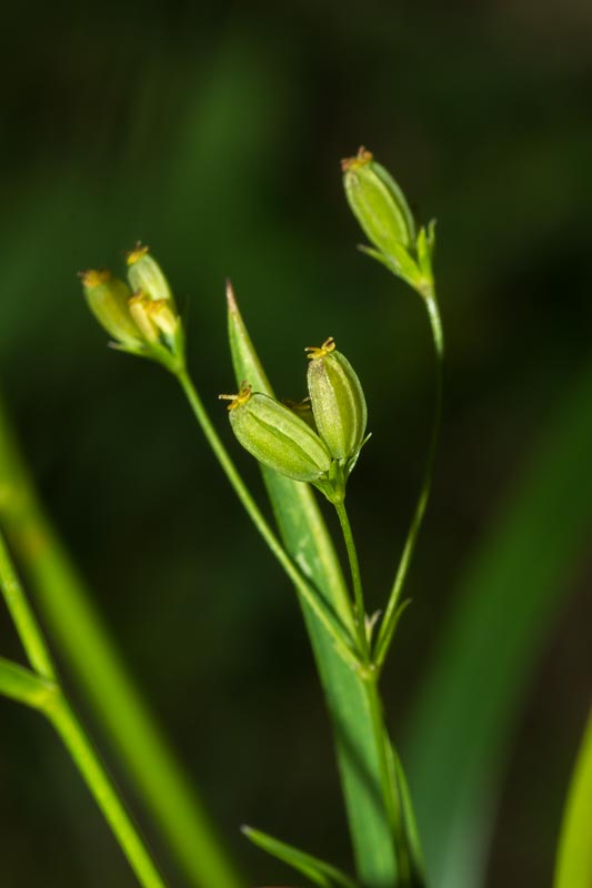 Bupleurum falcatum / Bupleuro falcato